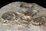 Cluster of Basseiarges & Phacopid Trilobites - Jorf, Morocco #131292-3